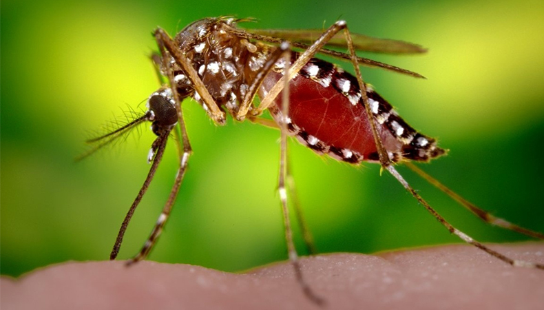 Mosquito da Dengue / Foto: UOL