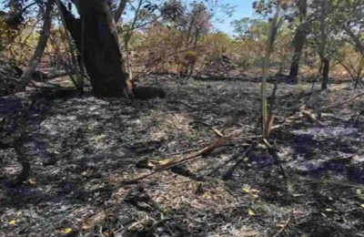 Incêndio destrói 400 hectares e causa prejuízos em Bom Jesus-PI