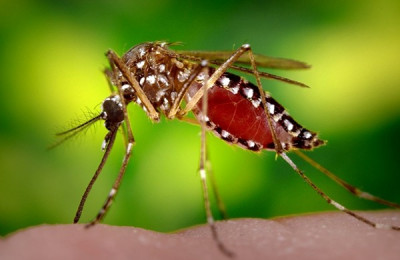 No Piauí já foram notificados 94 casos de dengue em 2019