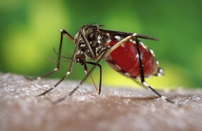Aumentam em 60,6% os casos de dengue em todo o Piauí