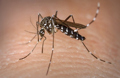 Piauí registra um aumento de 75% nos casos de dengue