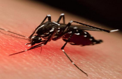 Piauí teve aumento de 745% nos casos de dengue; chikungunya cresceu 5.000%