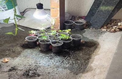 Polícia encontra plantação de maconha em operação em Piripiri-PI