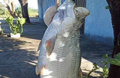 Peixe gigante, com 15 quilos, é pescado no Açude Anajás em Piripiri-PI