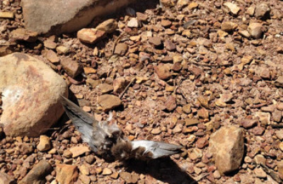 Secretaria de Saúde faz vários exames nas aves mortas em Milton Brandão