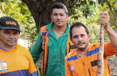 Jibóia de 1,5 metro é encontrada e resgatada de residência em Campo Maior-PI