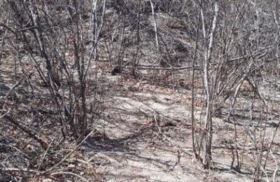 Moradores encontram ossada humama em um matagal de Campo Grande do Piauí
