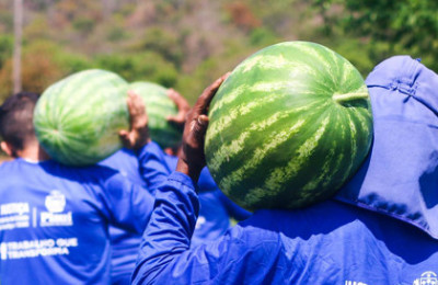 Presos da Major César iniciam colheita de 20 toneladas de melancia em Altos-PI